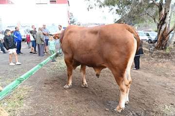 La feria de ganado y la venta de productos típicos animan el día principal de las fiestas de Jinámar/Antonio Alí.