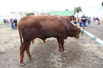 La feria de ganado y la venta de productos típicos animan el día principal de las fiestas de Jinámar/Antonio Alí.