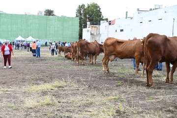 La feria de ganado y la venta de productos típicos animan el día principal de las fiestas de Jinámar/Antonio Alí.