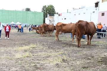 La feria de ganado y la venta de productos típicos animan el día principal de las fiestas de Jinámar/Antonio Alí.