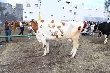 La feria de ganado y la venta de productos típicos animan el día principal de las fiestas de Jinámar/Antonio Alí.