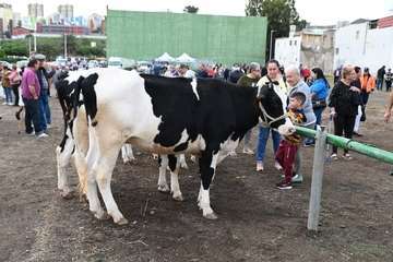 La feria de ganado y la venta de productos típicos animan el día principal de las fiestas de Jinámar/Antonio Alí.