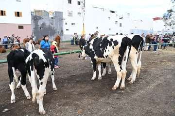 La feria de ganado y la venta de productos típicos animan el día principal de las fiestas de Jinámar/Antonio Alí.