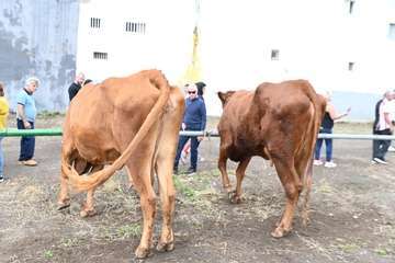 La feria de ganado y la venta de productos típicos animan el día principal de las fiestas de Jinámar/Antonio Alí.