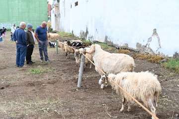 La feria de ganado y la venta de productos típicos animan el día principal de las fiestas de Jinámar/Antonio Alí.