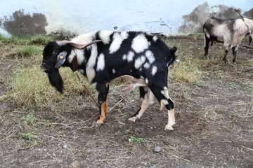 La feria de ganado y la venta de productos típicos animan el día principal de las fiestas de Jinámar/Antonio Alí.