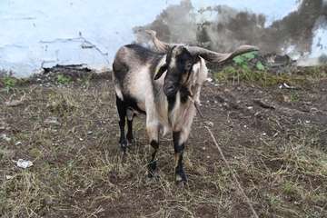 La feria de ganado y la venta de productos típicos animan el día principal de las fiestas de Jinámar/Antonio Alí.