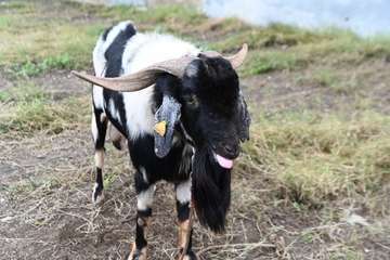 La feria de ganado y la venta de productos típicos animan el día principal de las fiestas de Jinámar/Antonio Alí.