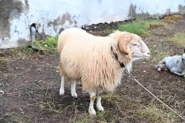 La feria de ganado y la venta de productos típicos animan el día principal de las fiestas de Jinámar/Antonio Alí.