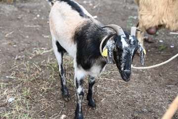 La feria de ganado y la venta de productos típicos animan el día principal de las fiestas de Jinámar/Antonio Alí.