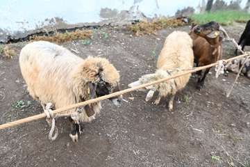 La feria de ganado y la venta de productos típicos animan el día principal de las fiestas de Jinámar/Antonio Alí.