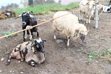 La feria de ganado y la venta de productos típicos animan el día principal de las fiestas de Jinámar/Antonio Alí.