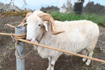 La feria de ganado y la venta de productos típicos animan el día principal de las fiestas de Jinámar/Antonio Alí.