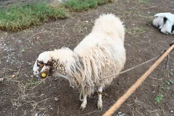 La feria de ganado y la venta de productos típicos animan el día principal de las fiestas de Jinámar/Antonio Alí.