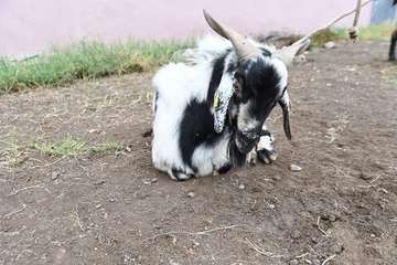 La feria de ganado y la venta de productos típicos animan el día principal de las fiestas de Jinámar/Antonio Alí.