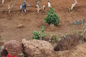 Portal de belén al aire libre en La Garita/TA.