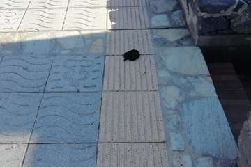 Incivismo al por mayor en La Garita: trastos, escombros y cagadas de perros/TA.