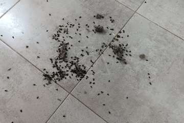 Una plaga de moscas mortifica a vecinos de Las Remudas (Telde)/TA.