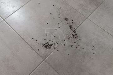 Una plaga de moscas mortifica a vecinos de Las Remudas (Telde)/TA.