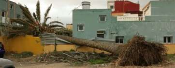 Palmera que cayó esta madrugada en Marpequeña Alta (Foto TA)