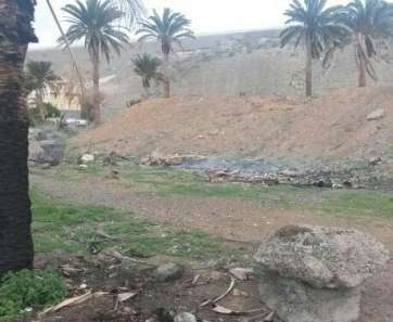 Uno de los ejemplares afectados por el fuego (Foto TA)