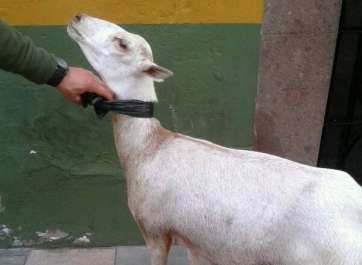 El animal en la calle de María Encarnación Navarro, donde fue capturado (Foto TA)