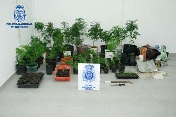 Marihuana intervenida en Telde (Foto TA)