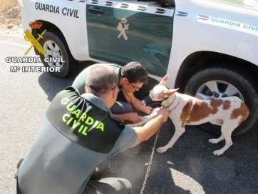 Imagen de uno de los animales sustraídos (Foto Guardia Civil)