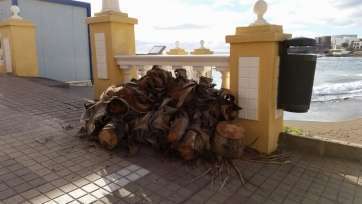 Cogollo de palmera recogido por operarios municipales tras caer en la arena de la playa (Foto TA)