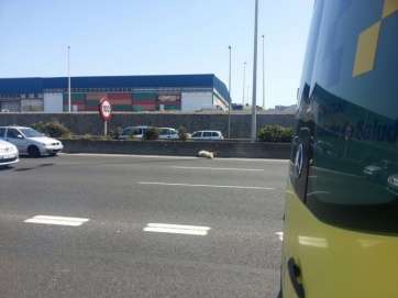 Imagen del animal sobre la calzada de la autopista GC-1 (Foto TA)