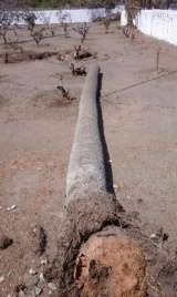 Palmera caída (Foto TA)