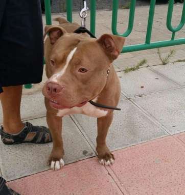 Imagen del perro intervenido esta mañana por la Policía Local en Jinámar (Foto TA)