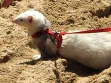 Imagen de archivo de un hurón (Foto TA)