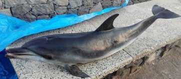 La cría de delfín hallada muerta este domingo en una playa de Telde (Foto TA)