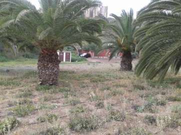 Ejemplares de palmeras en el parque urbano del Valle de Jinámar (Foto TA)