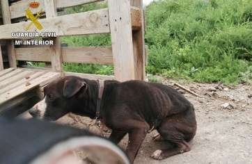 Uno de los perros rescatados (Foto Seprona Guardia Civil)