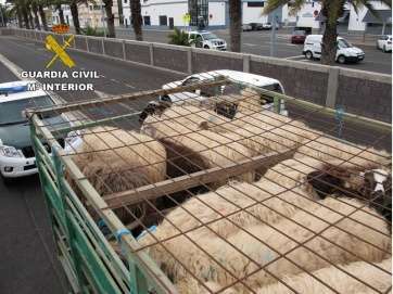 Camión denunciado (Foto TA)