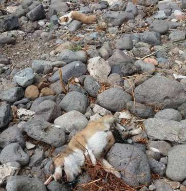Imagen de las crías de perros asesinados (Foto TA)