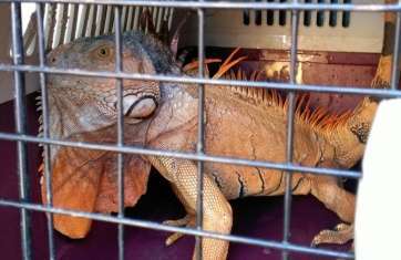 La iguana hallada en Caserones Bajos (Foto TA)