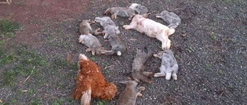 Animales que sucumbieron al ataque de los perros (Foto cedida a TA)