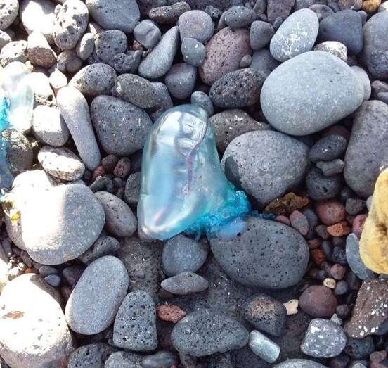 Medusa de color violáceo hallada en Ojos de Garza (Foto TA)