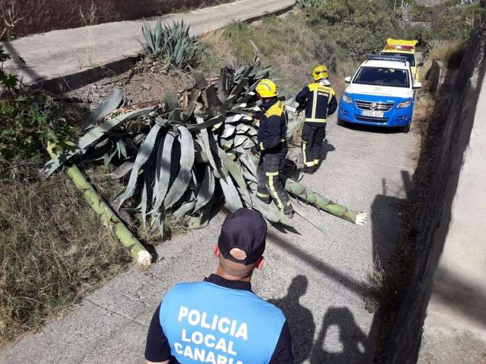 Más de una hora tuvieron que emplear los bomberos para retirar la planta (Foto TA)