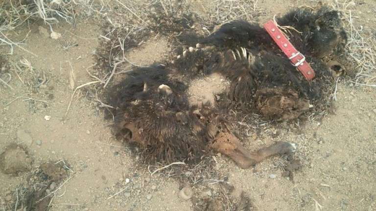 Restos del animal (Foto TA)