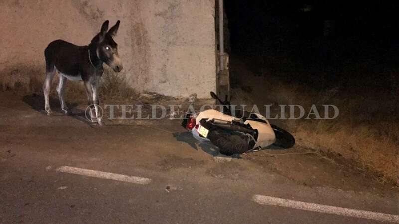 Imagen del burro, esta madrugada en Lomo Magullo (Foto TA)