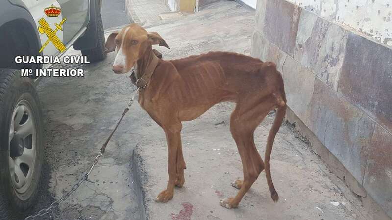 Perro podenco hallado en Gáldar (Foto TA)