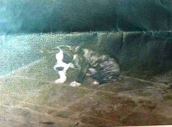 Perro que provocó las lesiones a la niña (Foto TA)