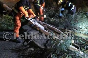 Movilizados los bomberos para retirar un árbol caída en una de las entradas al Valle de Jinámar (Foto TA)