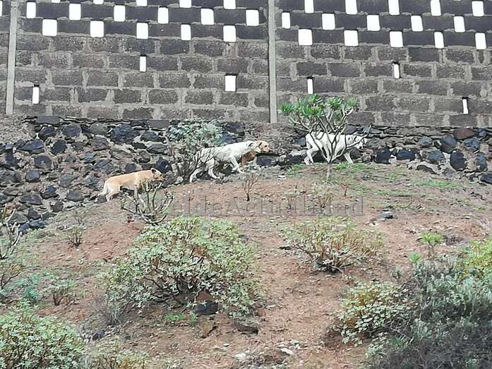 Los cuatro perros no se mostraron agresivos, según la persona que los vio (Foto TA)