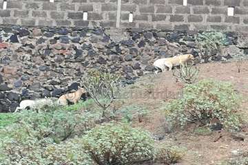 Alertan de la presencia de una manada de perros sueltos en el Barranco Real de Telde (Foto TA)