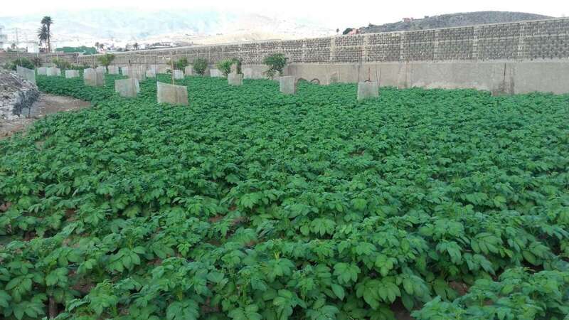 Cultivo con las papas en una finca que no nada que ver con la de la noticia (Foto TA)